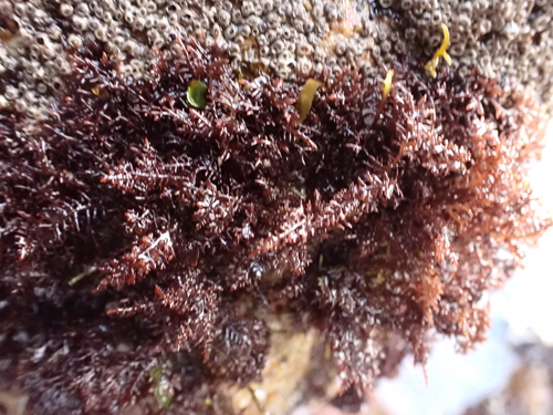 Gelidium caulacantheum observed 2026-05-12