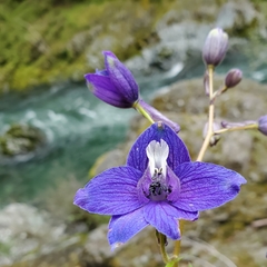 Delphinium menziesii