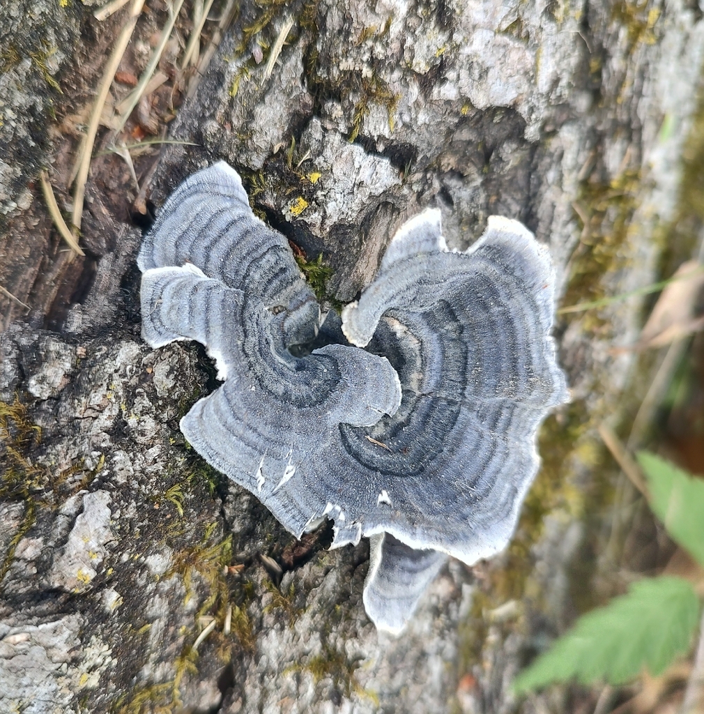 turkey-tail · May 2026 · photo: Photo: (c) Lauren McLaurin, some rights reserved (CC BY) · iNaturalist