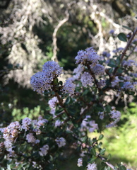 Ceanothus cuneatus ramulosus