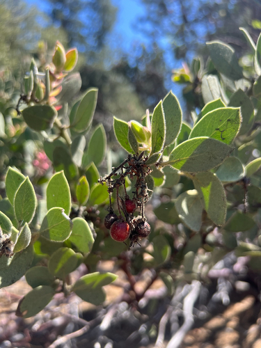 iNaturalist observation photo of Pringle's manzanita