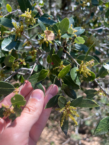 iNaturalist observation photo of canyon live oak
