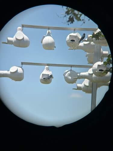 Purple Martin observed by yazzles