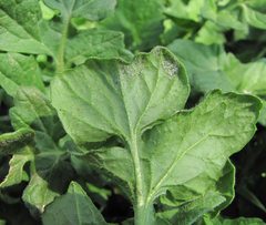 Peronosporaceae