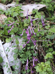 Corydalis decumbens