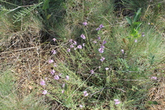 Veronica multifida