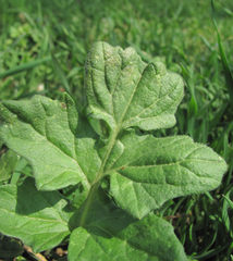Peronosporaceae
