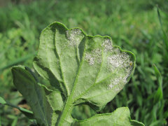 Peronosporaceae