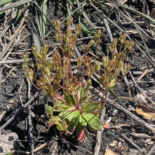 Androsace occidentalis, photograph 2