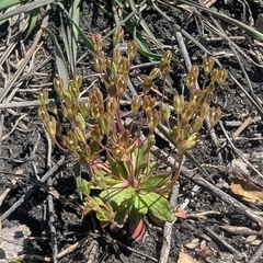 Androsace occidentalis, photograph (c) Jon, some rights reserved (CC BY)