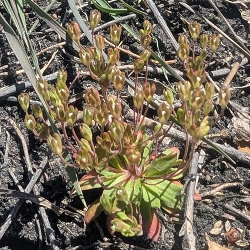 Androsace occidentalis, photograph 3