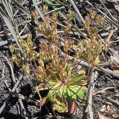 Androsace occidentalis, photograph (c) Jon, some rights reserved (CC BY)