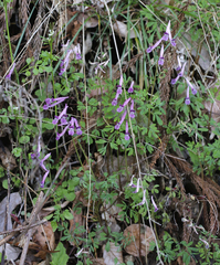 Corydalis decumbens