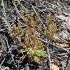 Androsace occidentalis, photograph (c) Jon, some rights reserved (CC BY)