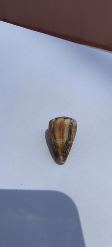 Conus gladiator observed 2026-05-08