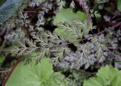 Corydalis pallida tenuis