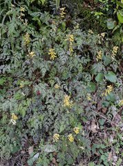 Corydalis pallida tenuis