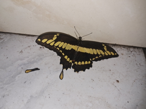 Thoas Swallowtail