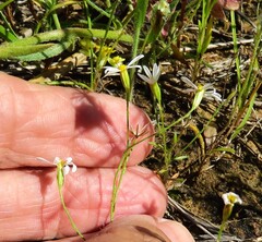 (c) Annika Lindqvist, some rights reserved (CC BY) Chaetopappa asteroides, photograph (c) Annika Lindqvist, some rights reserved (CC BY)