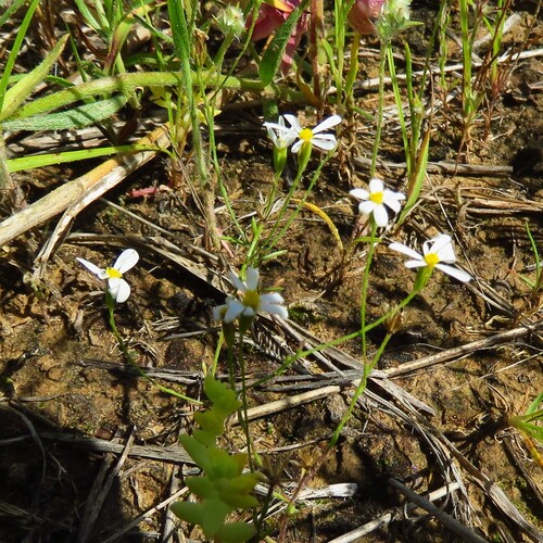 Chaetopappa asteroides, photograph 3