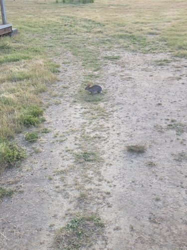 iNaturalist observation photo of Desert Cottontail