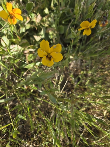 iNaturalist observation photo of Douglas' violet