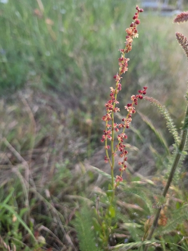 iNaturalist observation photo of Sheep's sorrel