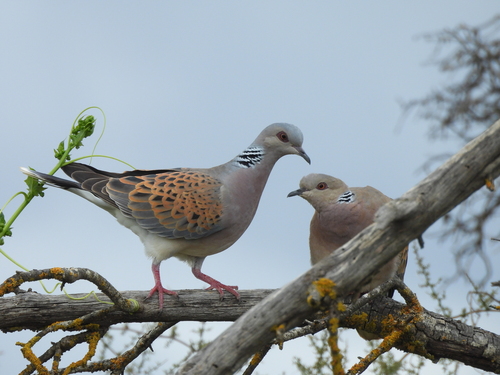 European Turtle-Dove
