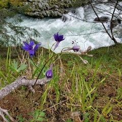 Delphinium menziesii