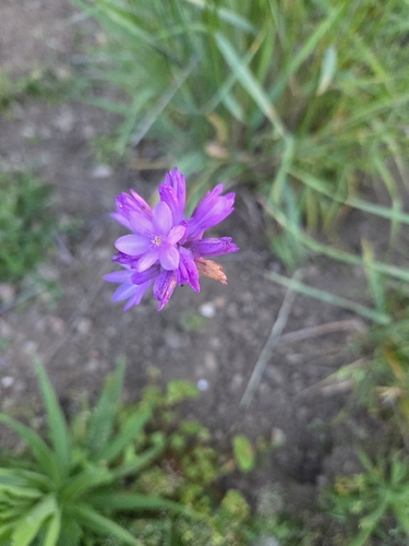 iNaturalist observation photo of Ookow