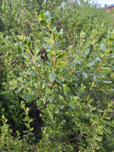 iNaturalist observation photo of coyote brush
