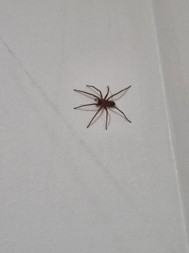 iNaturalist observation photo of Rocky Canyon Spiders
