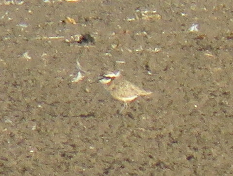 iNaturalist image