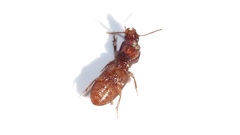 Clivina impressefrons