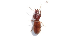Clivina impressefrons