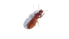 Clivina impressefrons