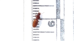 Clivina impressefrons