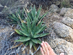 Agave mckelveyana