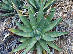 Agave mckelveyana