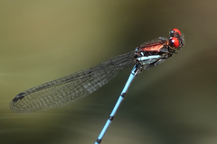 Argia cupraurea