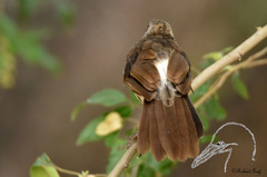Turdoides hartlaubii