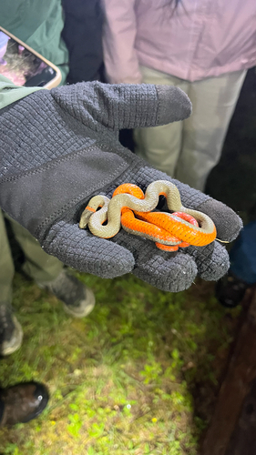 iNaturalist observation photo of Ring-necked Snake