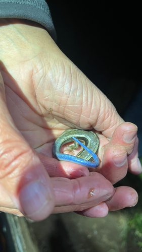 iNaturalist observation photo of Western Skink