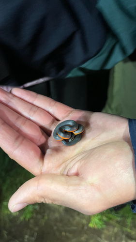 iNaturalist observation photo of Ring-necked Snake