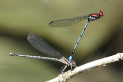 Argia cupraurea