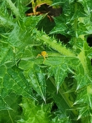 Lixus pulverulentus