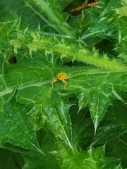 Lixus pulverulentus