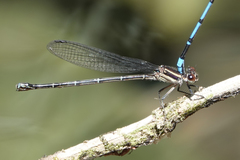 Argia cupraurea
