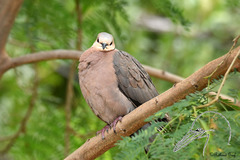 Streptopelia semitorquata