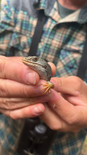iNaturalist observation photo of Northern Alligator Lizard